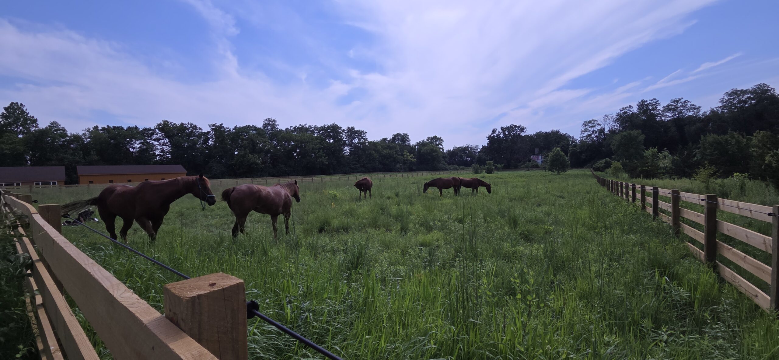 Horses on the new pasture
