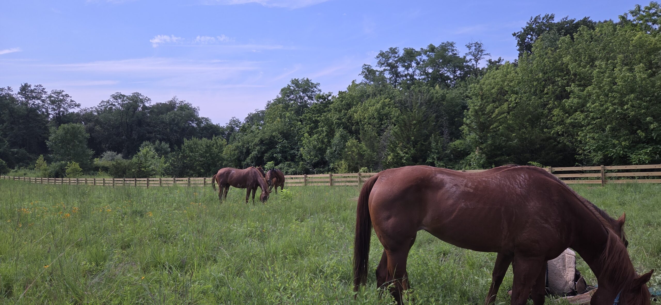 Horses grazing